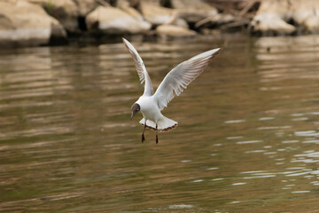 Flying seagull at the lake of Constance in Switzerland 28.4.2021