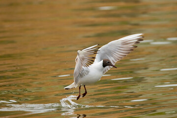 Flying seagull at the lake of Constance in Switzerland 28.4.2021