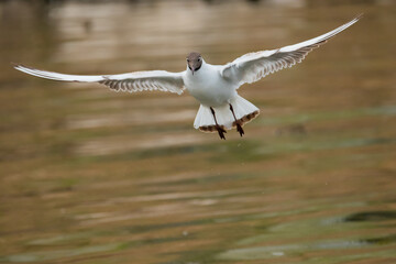 Flying seagull at the lake of Constance in Switzerland 28.4.2021