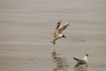 Flying seagull at the lake of Constance in Switzerland 28.4.2021