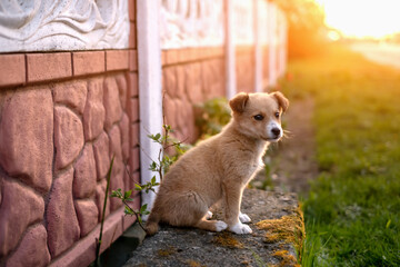 A small mongrel dog sits at attention by the fence. Rustic little dog at sunset. Domestic non-purebred dog. World Pets Day