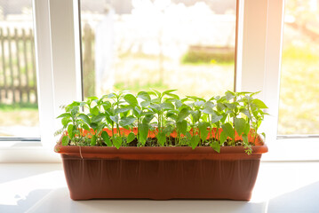 Young seedlings of peppers grow on the windowsill. Gardening and gardening. Organic fertilizers for a good harvest. Seedlings grow on the windowsill for further planting in vegetable gardens and green
