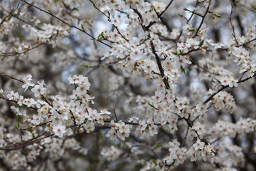 Close up view of branches of fruit tree with white flowers. Beautiful nature spring background.