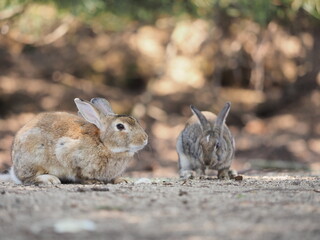 うさぎの日常の様子