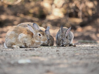 うさぎの日常の様子