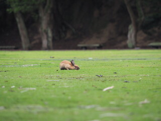 うさぎの日常の様子