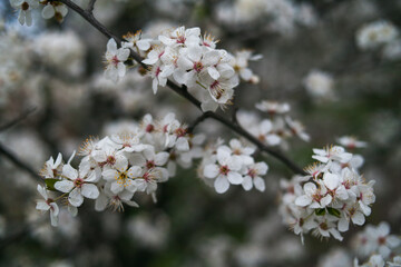 Beautiful nature spring background. Close up view of branches of fruit tree with white flowers.