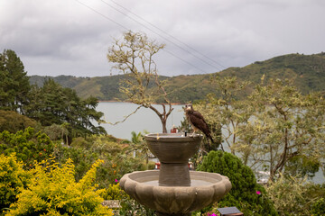 juvenile falcon bathing in fountain