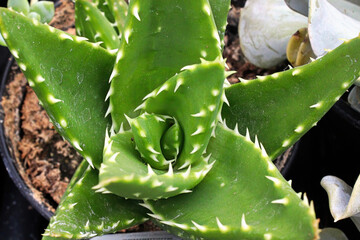 Macro center of an aloe plant in a pot