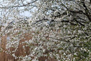 Blooming spring garden on a sunny day.