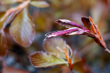 A close-up on a beech leaves
