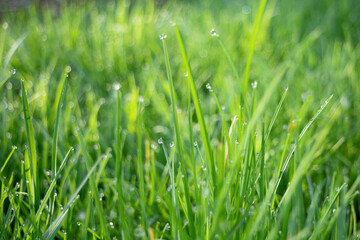 Green grass covered with water drops background