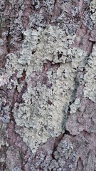 Closeup texture of tree bark. Mossy tree trunk. Natural wood pattern. Rough dirty gray and brown surface.