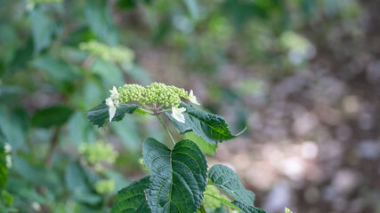 初夏の紫陽花の蕾。5月の日本。