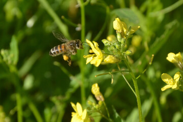 bee on a flower