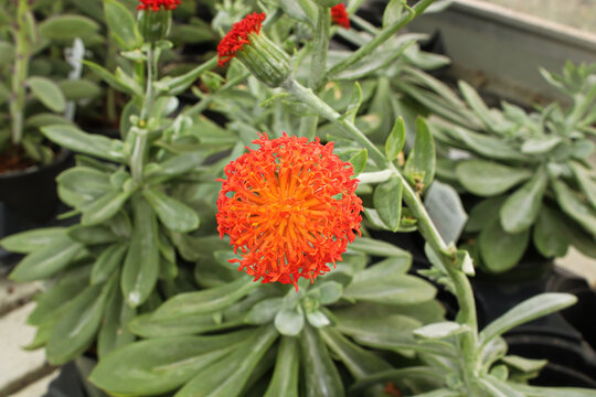 The orange flower on a senecio succulent plant