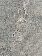 dog walked on the beach