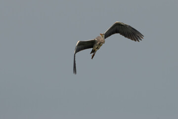 Heron at the lake of Constance in Switzerland 28.4.2021