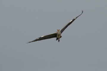 Heron at the lake of Constance in Switzerland 28.4.2021