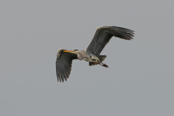 Heron at the lake of Constance in Switzerland 28.4.2021