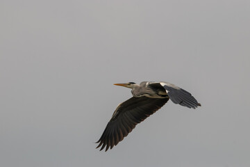 Heron at the lake of Constance in Switzerland 28.4.2021