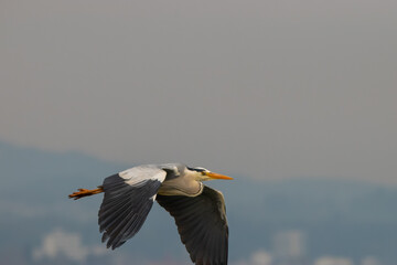 Heron at the lake of Constance in Switzerland 28.4.2021