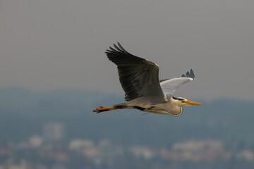 Heron at the lake of Constance in Switzerland 28.4.2021