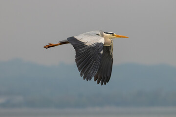 Heron at the lake of Constance in Switzerland 28.4.2021