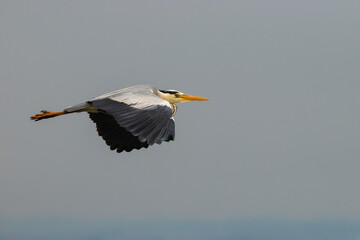 Heron at the lake of Constance in Switzerland 28.4.2021