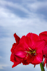 Portrait of amaryllis under the clouds.
