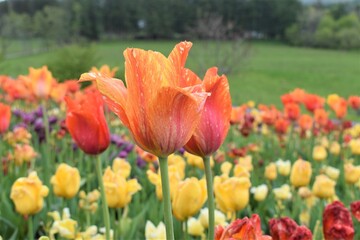 Close up of tulips