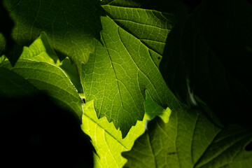 Flower closeup with dark background