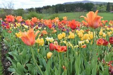 Field of flowers in bloom in spring 