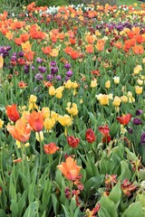 Field of flowers in bloom in spring