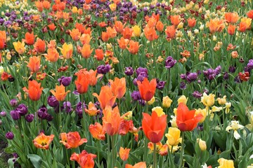 Field of flowers in bloom in spring