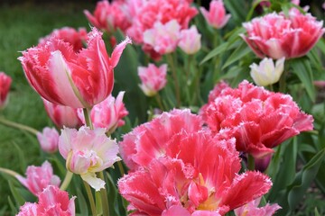 pink and white tulips