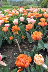 Field of pink and orange tulips in spring. 