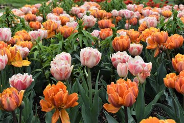 Field of pink and orange tulips in spring