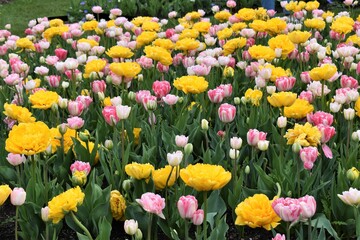 Field of yellow and pink tulips in spring