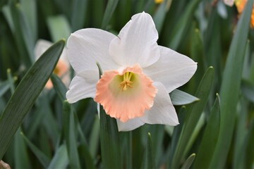 white narcissus flower in bloom