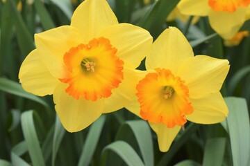 Twin daffodils