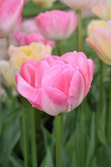 Pink tulip in bloom in spring