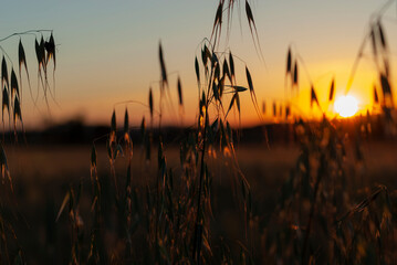 puesta de sol anaranjada con espigas de trigo meciéndose con el viento en el campo 