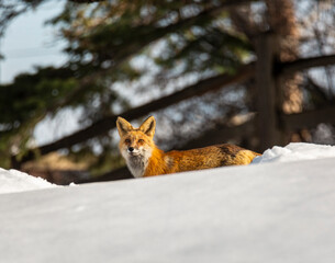 Fototapeta premium red fox in the snow