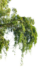 Tropical ivy tree leaves growing isolated background