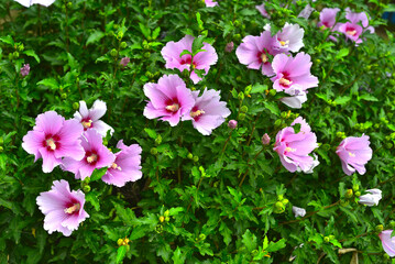 분홍색 무궁화꽃
