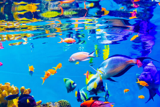 魚たち