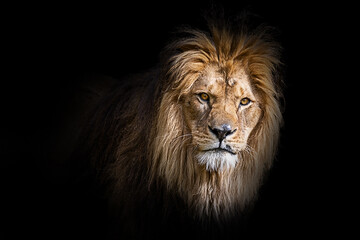 Löwen Männchen mit blick zur Seite freigestellt vor schwarzen Hintergrund