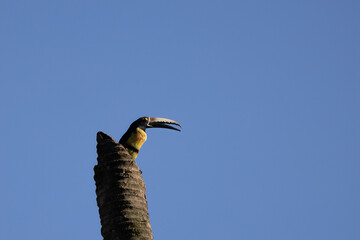 bird of paradise