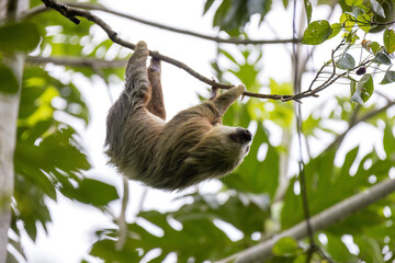 Sloth on tree  © marcus